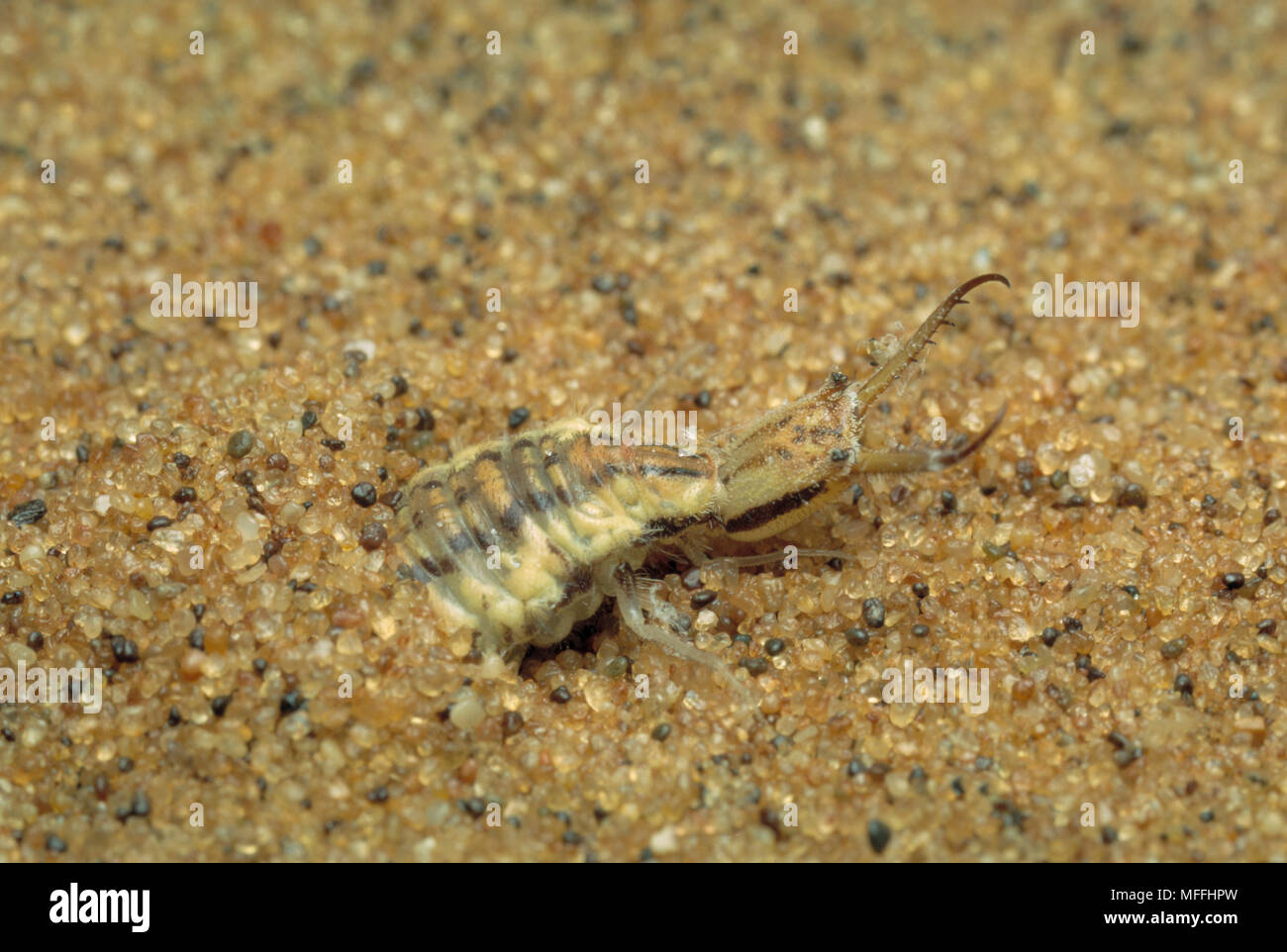ANTLION larva burrowing into sand, for concealment to trap insects
