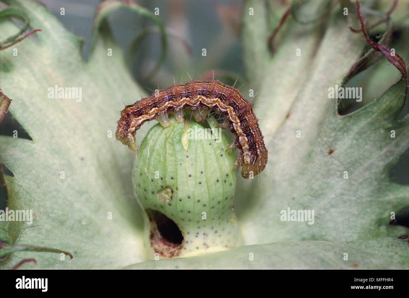 AMERICAN BOLLWORM Heliothis armigera Larva of owlett moth Showing