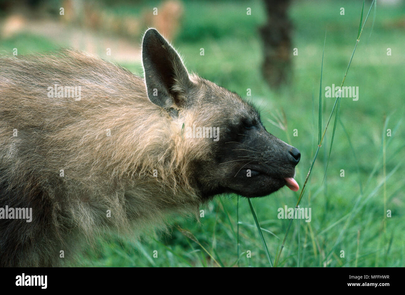 BROWN HYENA Hyaena brunnea tasting scent mark, Zimbabwe Stock Photo - Alamy
