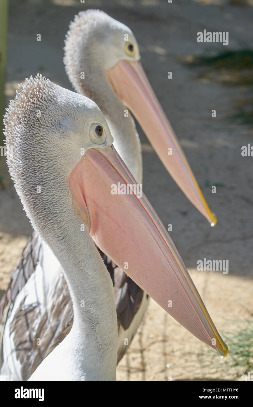 Australian pelican (Pelecanus conspicillatus)  at Adelaide Zoo. South Australia. Stock Photo