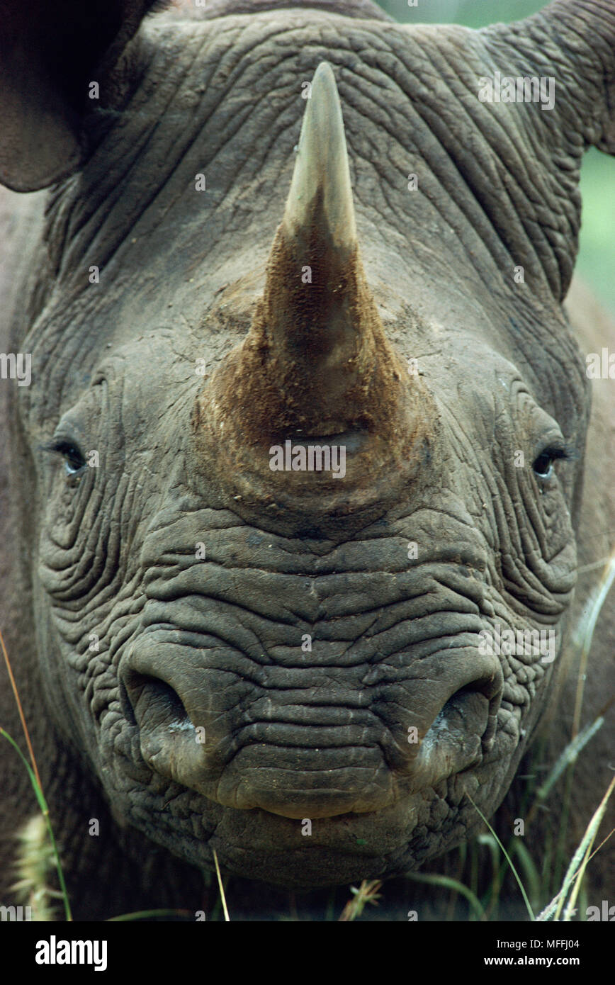 BLACK RHINOCEROS face detail Diceros bicornis Kruger National Park ...