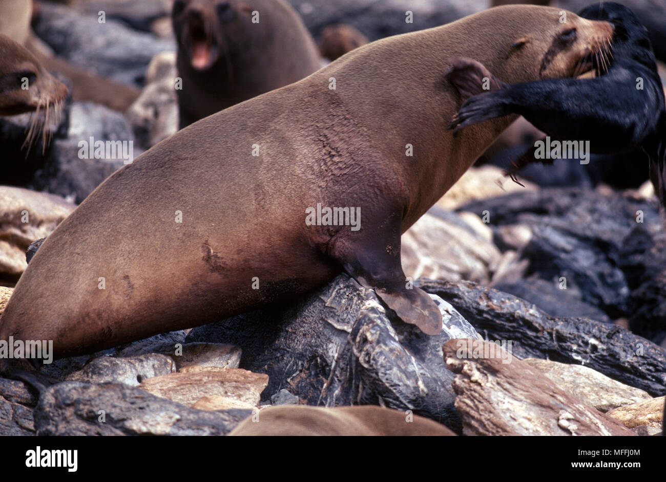 Female australian fur seal hi-res stock photography and images - Alamy