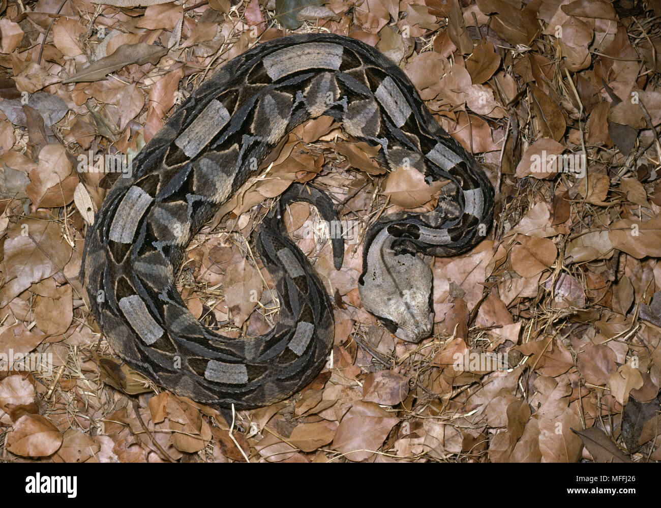 GABOON VIPER Bitis gabonica South Africa Stock Photo Alamy