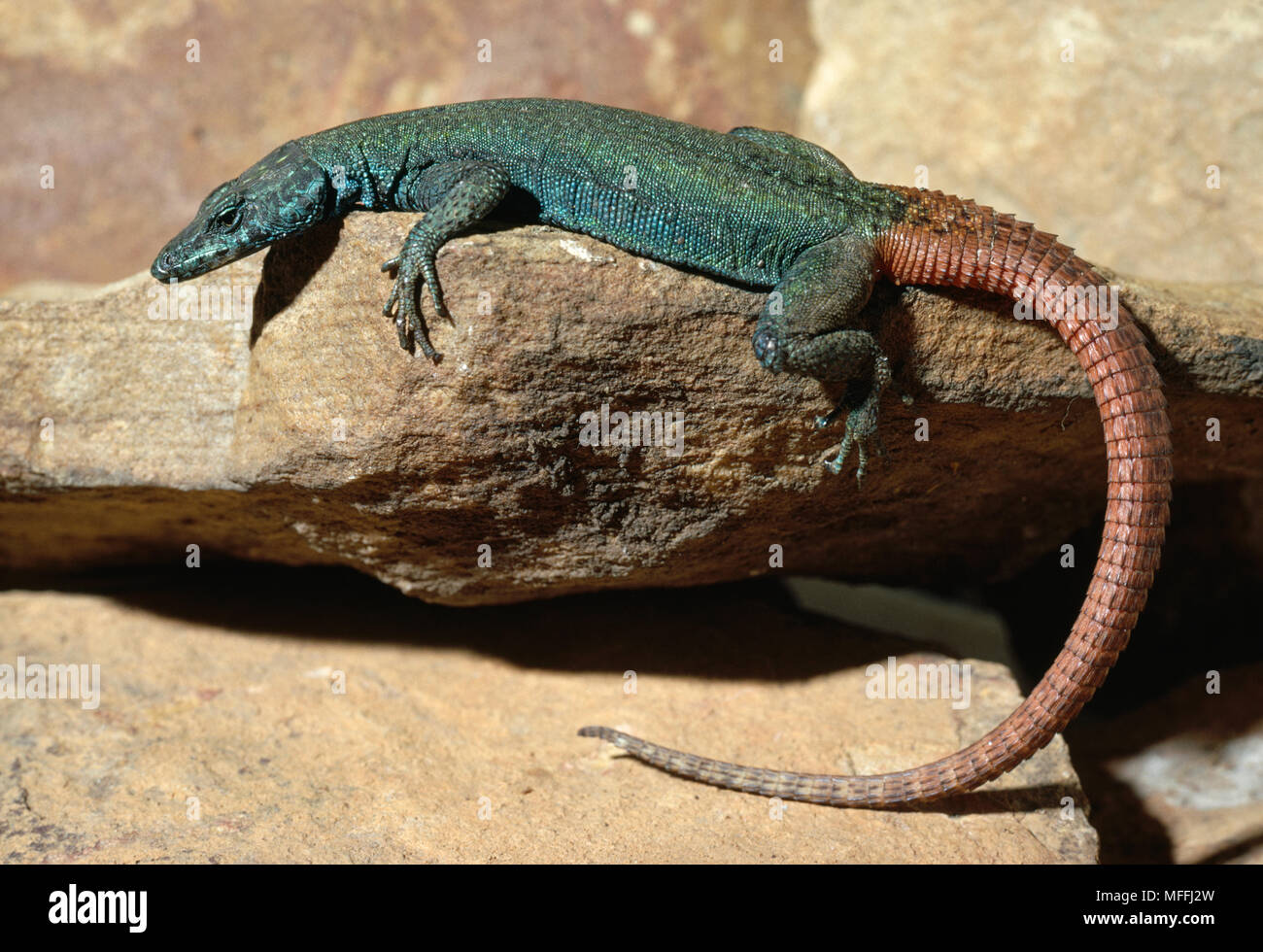 FLAT LIZARD male, basking    Platysaurus guttatus  South Africa Stock Photo