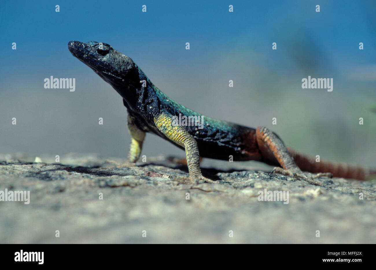 CAPE ROCK LIZARD male  Platysaurus guttatus  Augrabies Falls Natl Park, South Africa Stock Photo