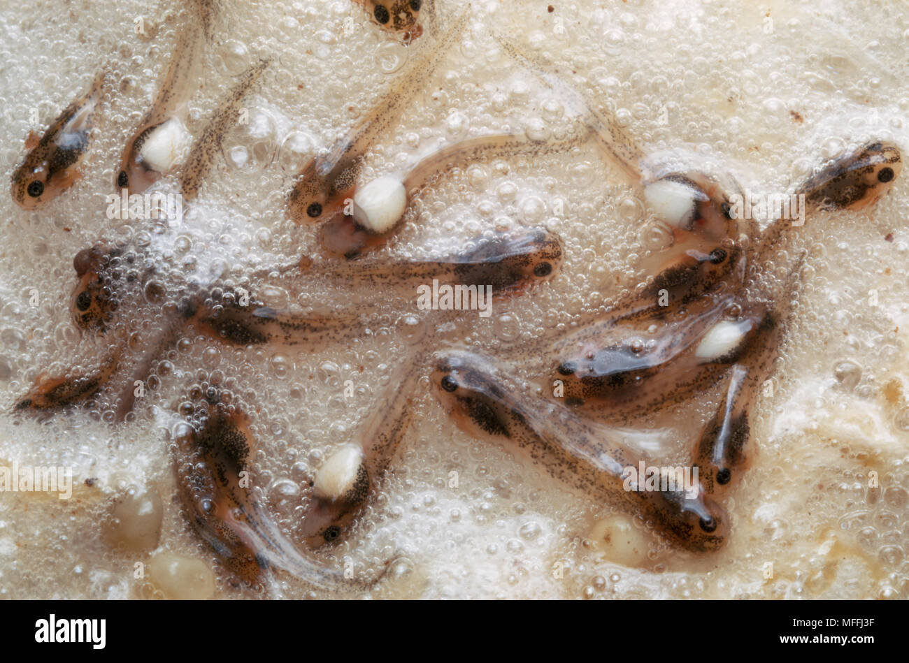 FOAMNEST TREE FROG tadpoles Chiromantis xerampelina hatching, South