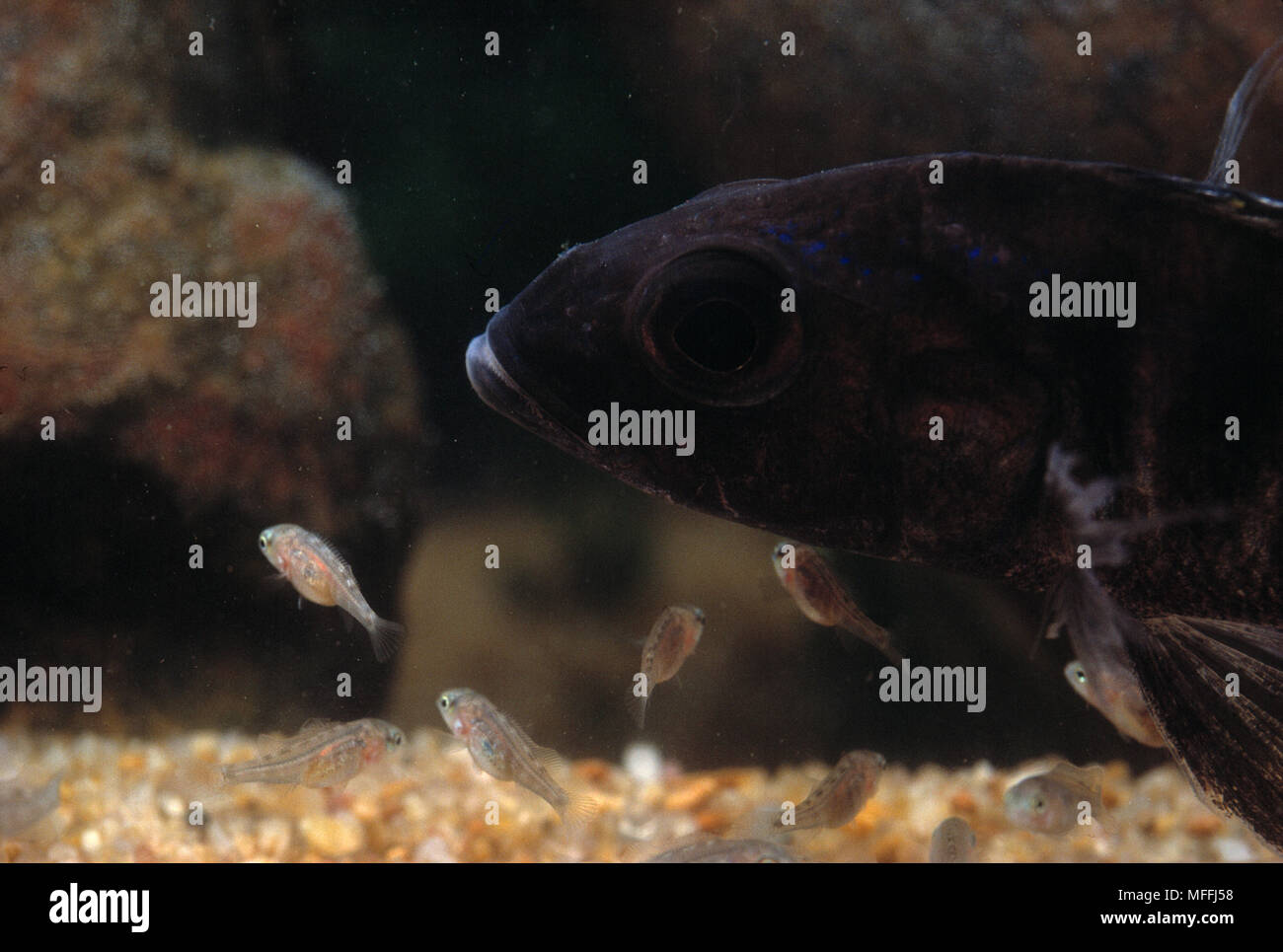 MOUTHBROODER CICHLID  & young  Labeotropheus trewassi Lake Malawi, Malawi, Africa Stock Photo