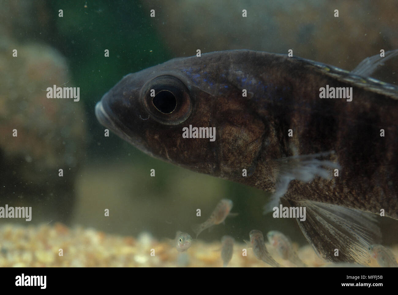 MOUTHBROODER CICHLID & young  Labeotropheus trewassi  Lake Malawi, Malawi, Africa Stock Photo