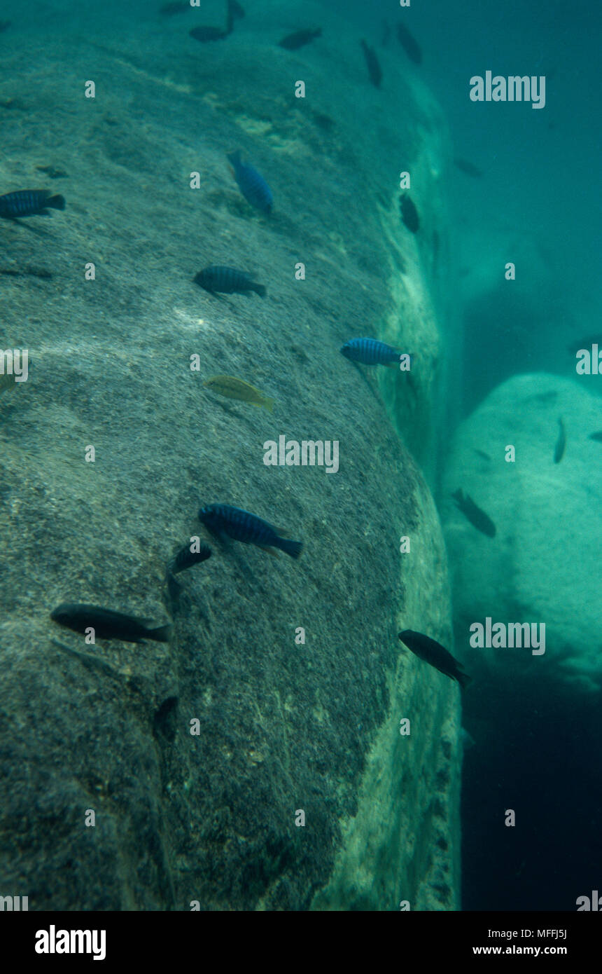 CICHLIDS  eating algae off rocks  at depth of 2 metres  Lake Malawi, Malawi, Africa Stock Photo