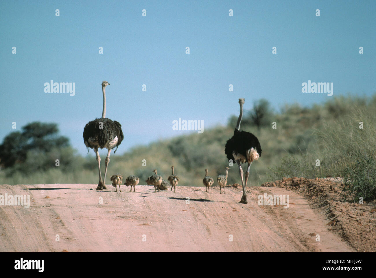 OSTRICH Struthio camelus Kalahari Gemsbok National Park, South Africa