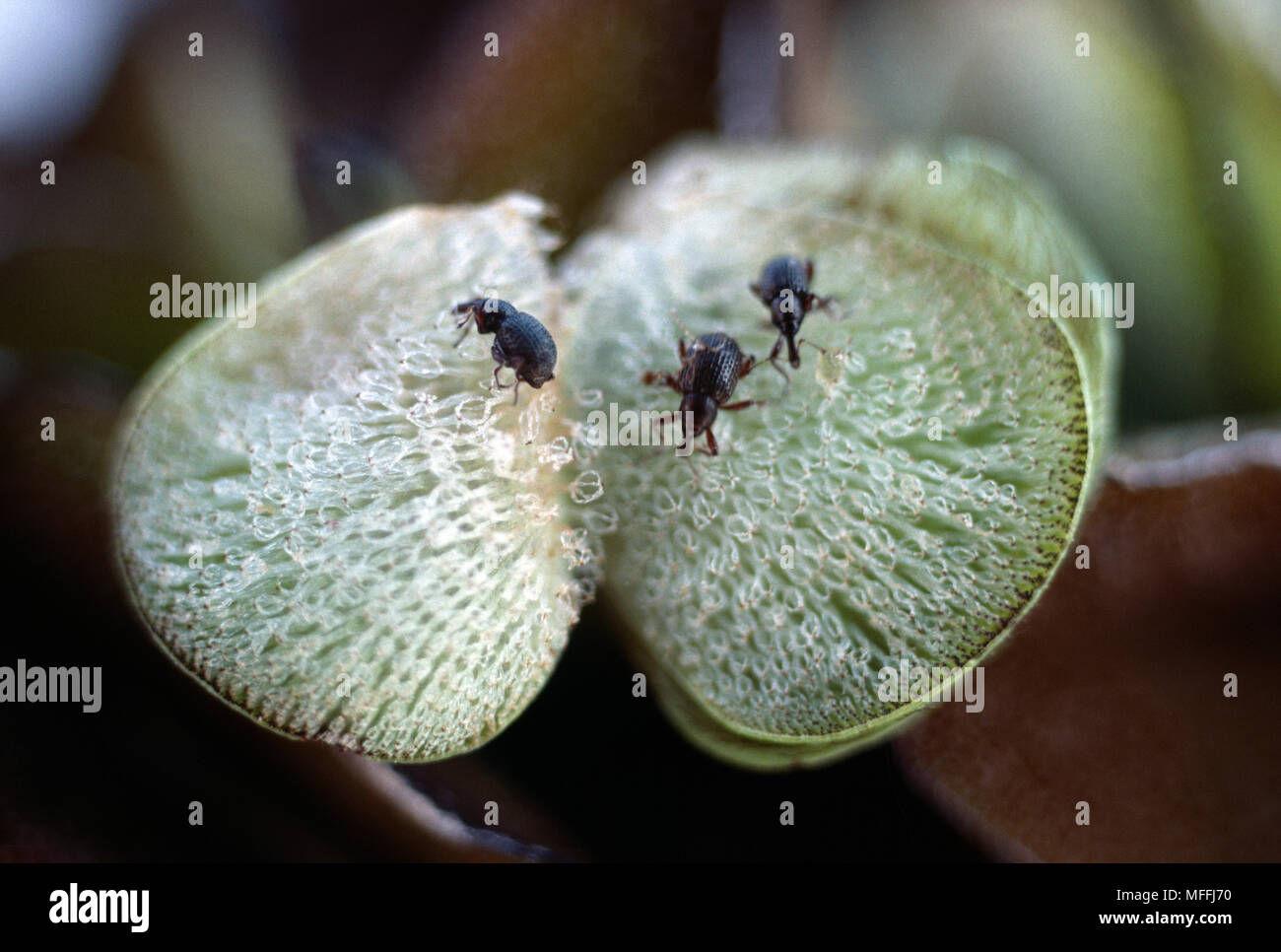 WEEVIL  Cyrtobagous salvinae for biological control of the pest Salvinia molesta, an aquatic fern that chokes >> Stock Photo