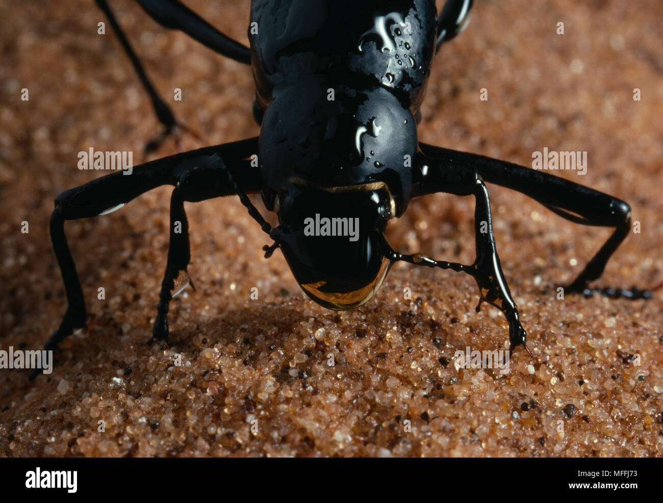 Tenebrionid beetle onymacris unguicularis namib hires stock