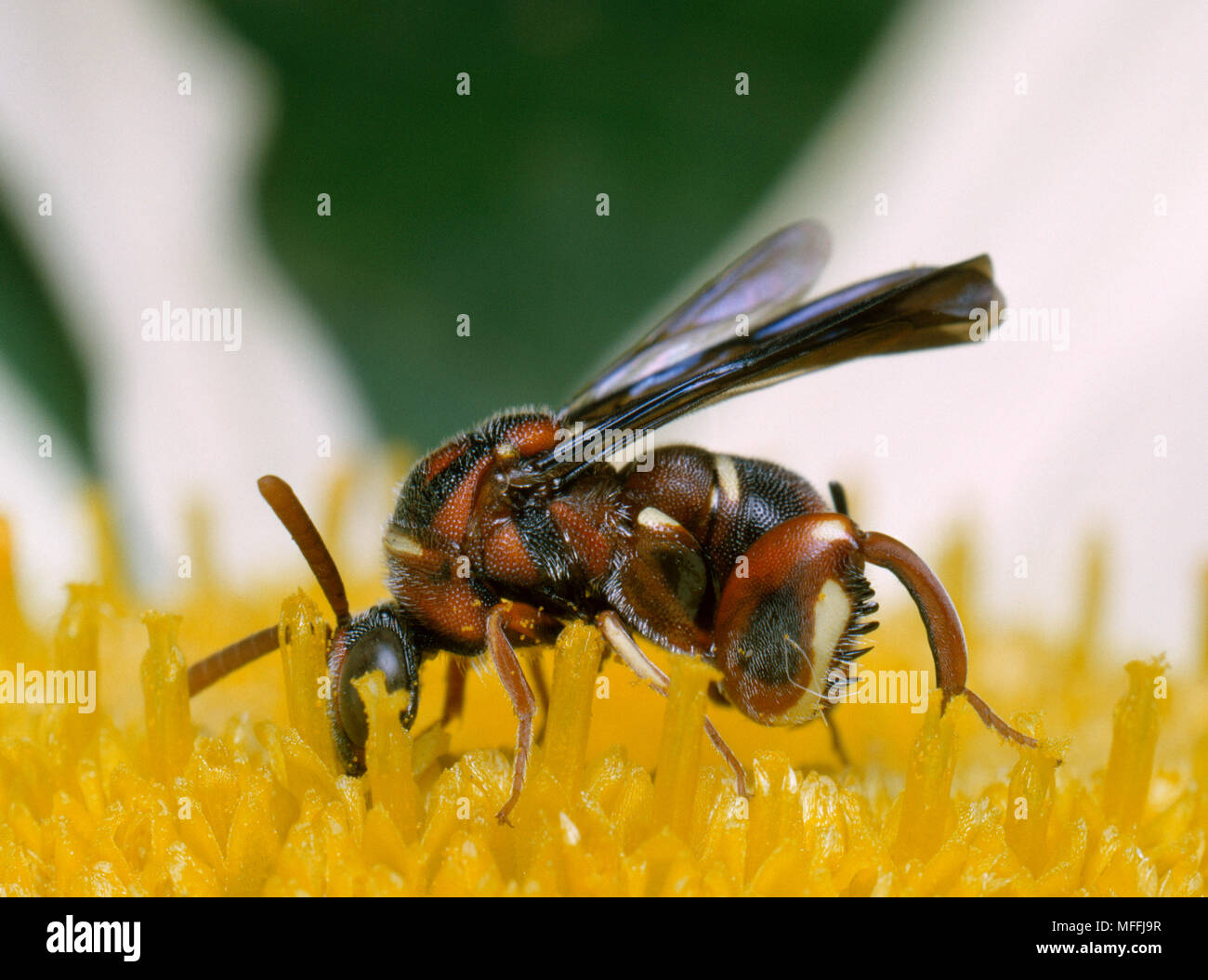 chalcid-wasp-6mm-long-xanthomelanus-sp-feeding-on-savanna-daisy