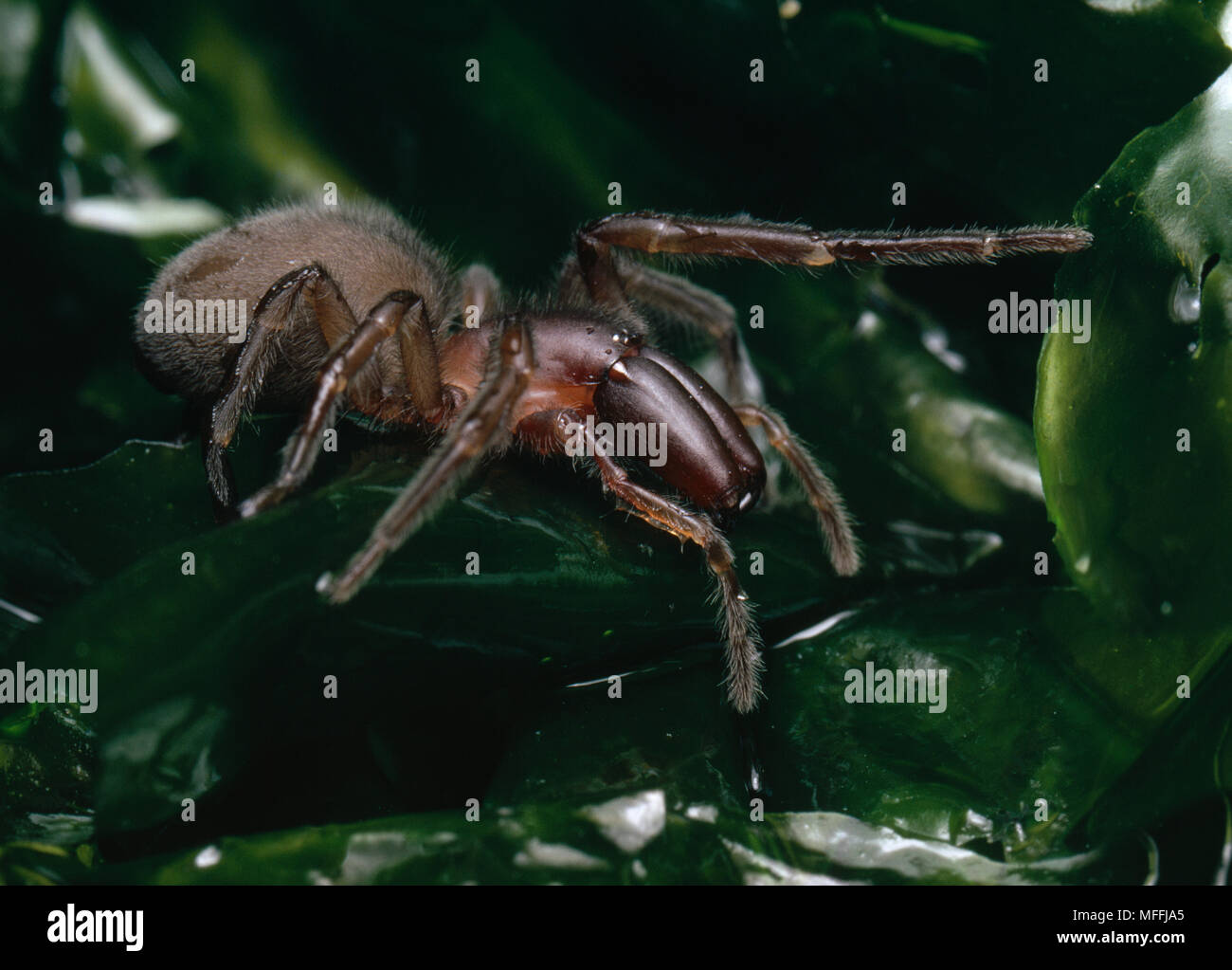 INTERTIDAL SPIDER amongst seaweed Desis formidabilis from the intertidal zone of the sea-shore,  it feeds on sea lice  South Africa Stock Photo