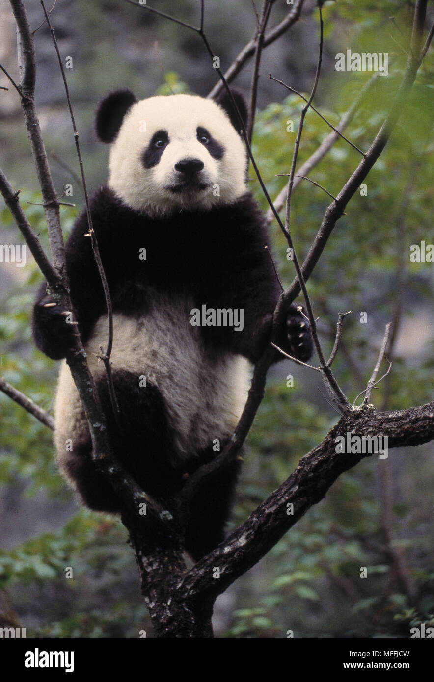 GIANT PANDA cub climbing tree Ailuropoda melanoleuca Sichuan (Szechwan ...
