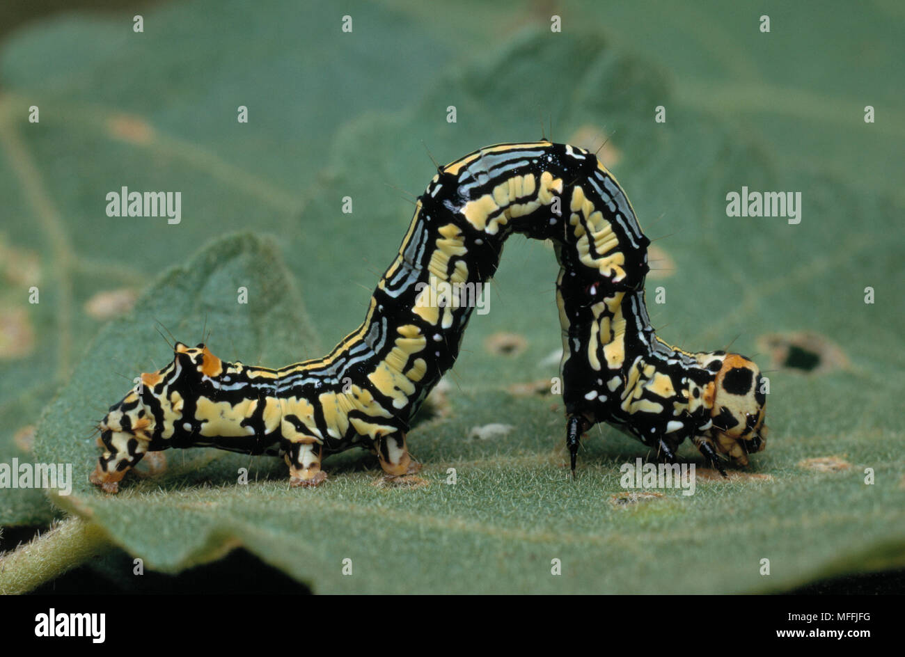 Looper Caterpillar High Resolution Stock Photography and Images Alamy