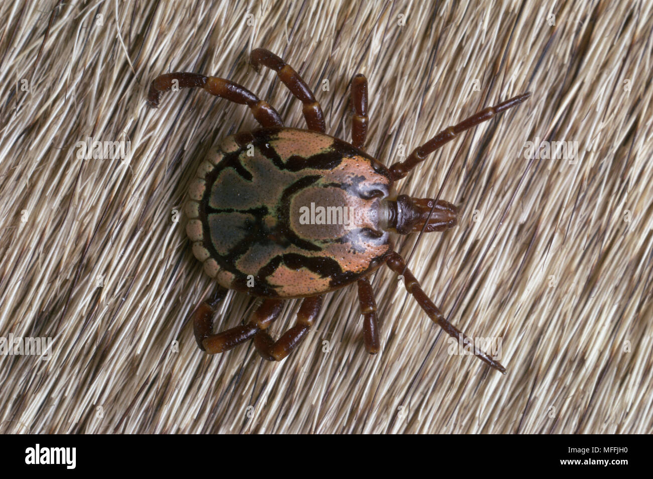BONT TICK male        Amblyomma hebraeum  Attack wild & domestic animals. Cause of  deadly Heart-water disease South Africa Stock Photo