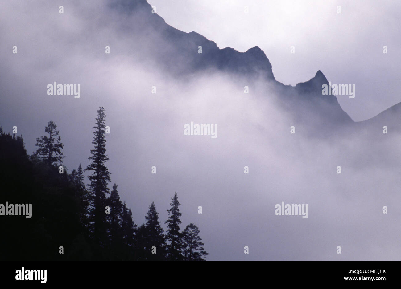 Mist & conifers in Min Shan Mountains at 12,000'. Juizhaigou National Park,  Sichuan Province, China Stock Photo