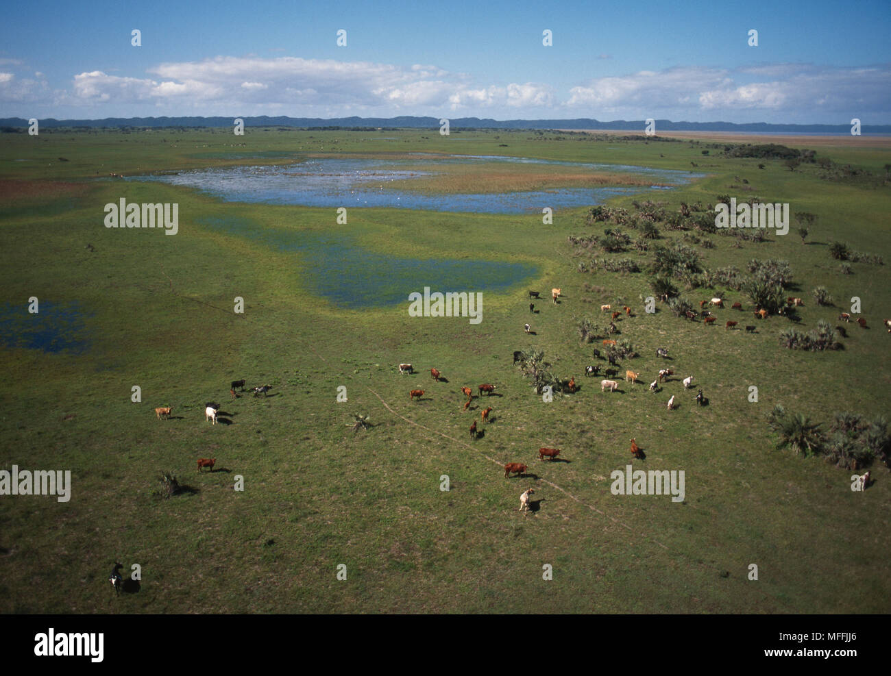 WETLAND DEGRADATION  by grazing livestock by Lake Saint Lucia,  KwaZulu-Natal, South Africa Stock Photo