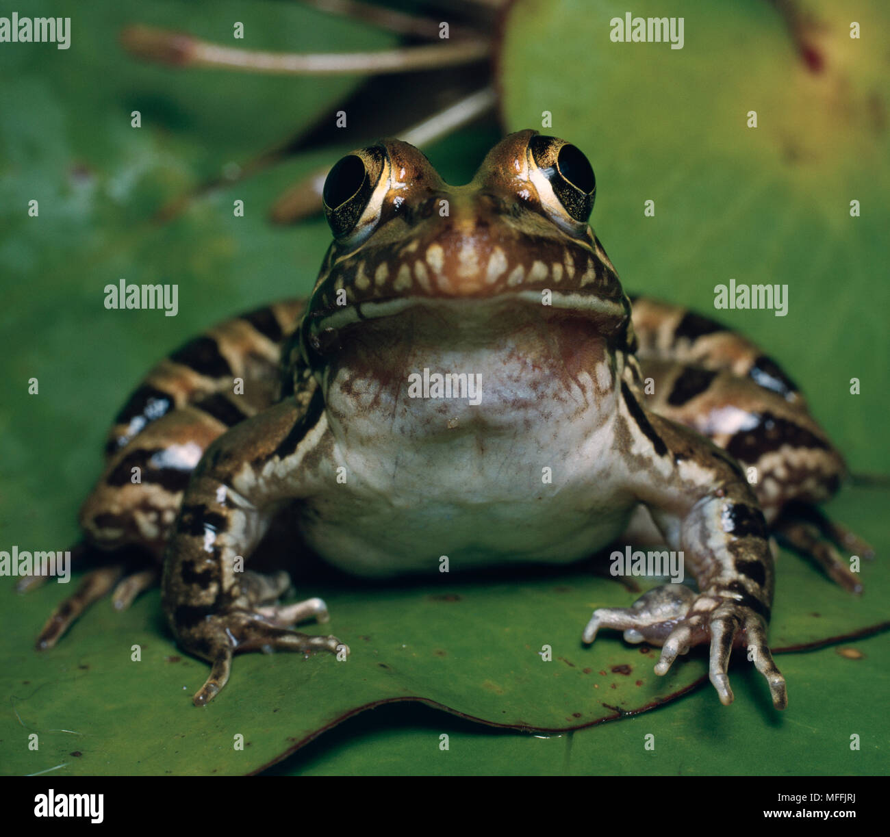 COMMON RIVER FROG Rana angolensis South Africa Stock Photo