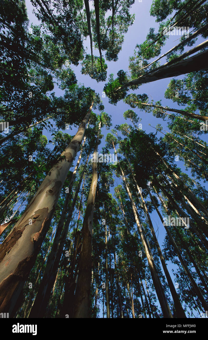 EUCALYPTUS GRANDIS TREES Commercial plantation on east coast  of Kwazulu-Natal, South Africa Stock Photo