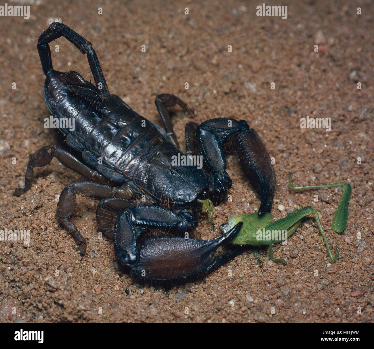 BLACK SCORPION Hadogenes troglodytes eating grasshopper prey Stock Photo