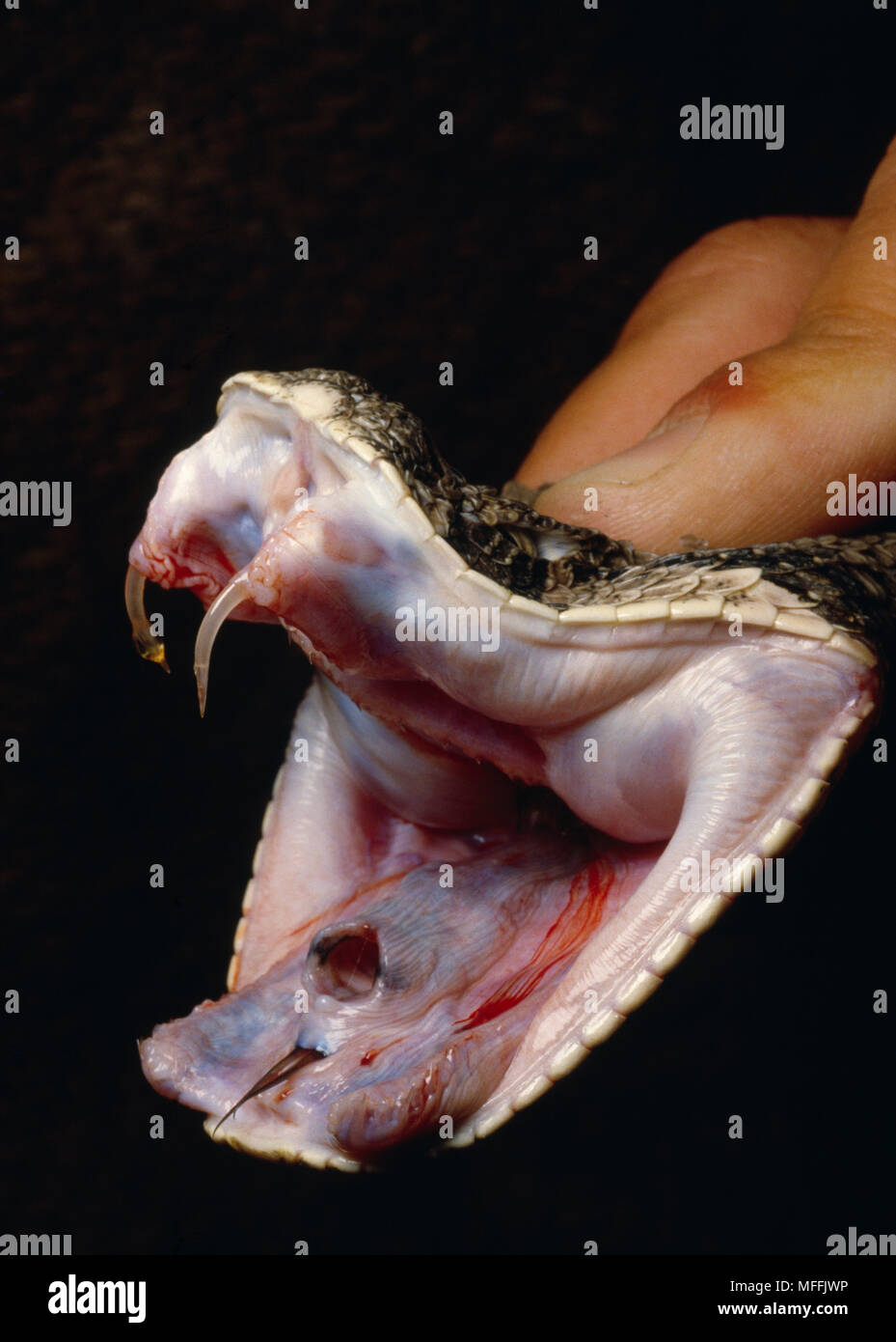 AFRICAN PUFF ADDER mouth detail Bitis arietans showing fangs. More ...