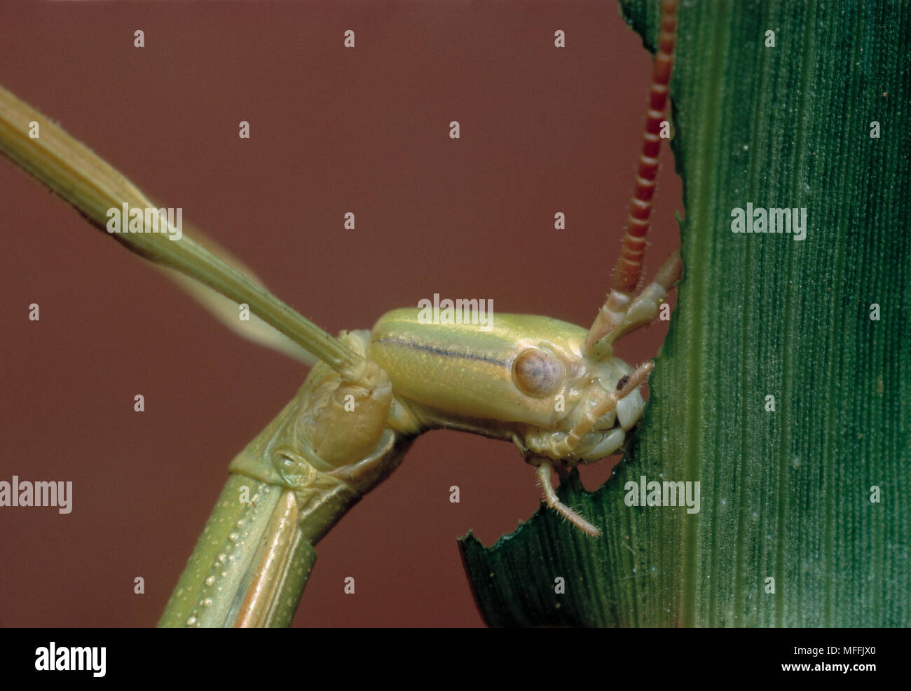 STICK INSECT  eating grass, Highveld, South Africa. Stock Photo