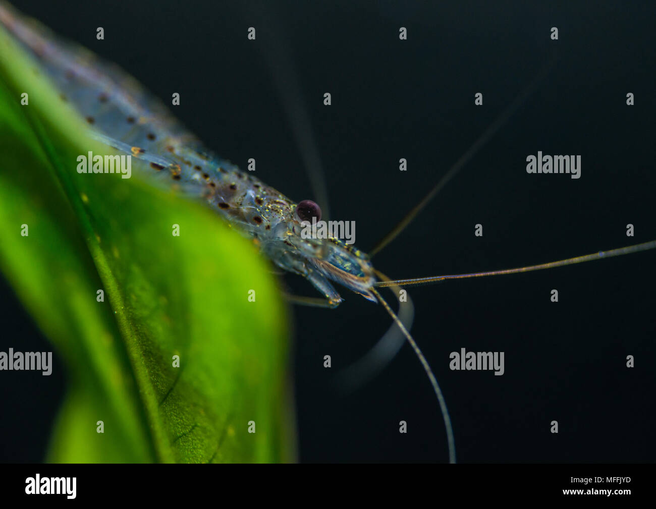A macro shot of an amano shrimp on an anubias leaf. Stock Photo