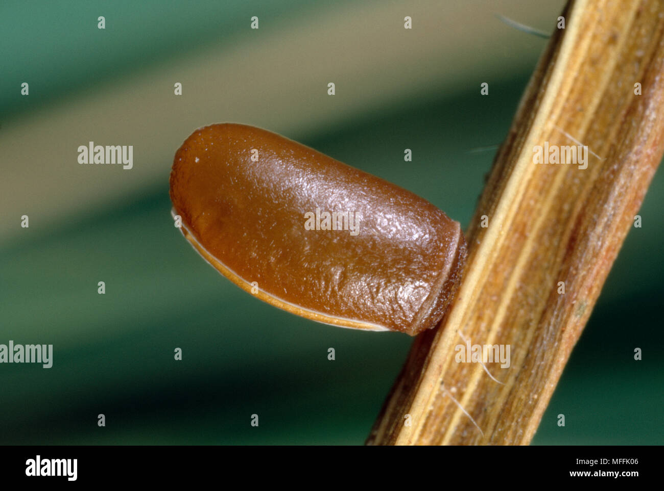 STICK INSECT egg (3mm) glued onto grass stalk South Africa Stock Photo