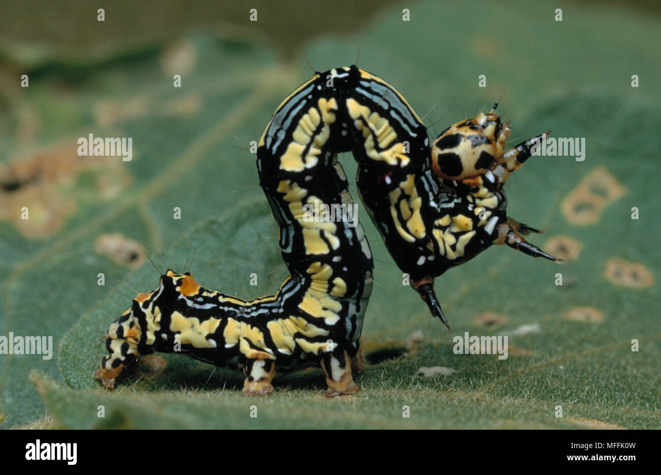 GEOMETRID LOOPER LARVA Geometris sp. threat posture after being disturbed Stock Photo Alamy