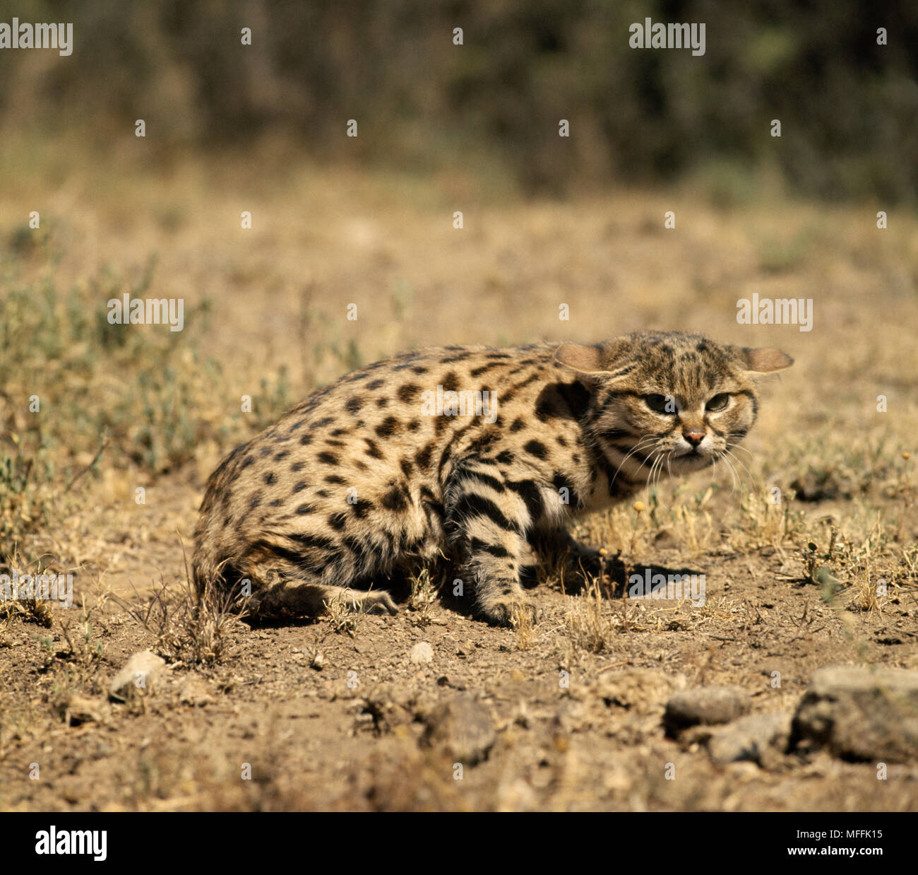 BLACKFOOTED WILDCAT Microfelis nigripes Mountain Zebra National Park
