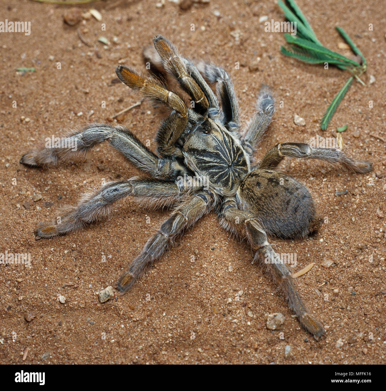 MONKEY SPIDER in defence posture Harpactira sp. South Africa Stock