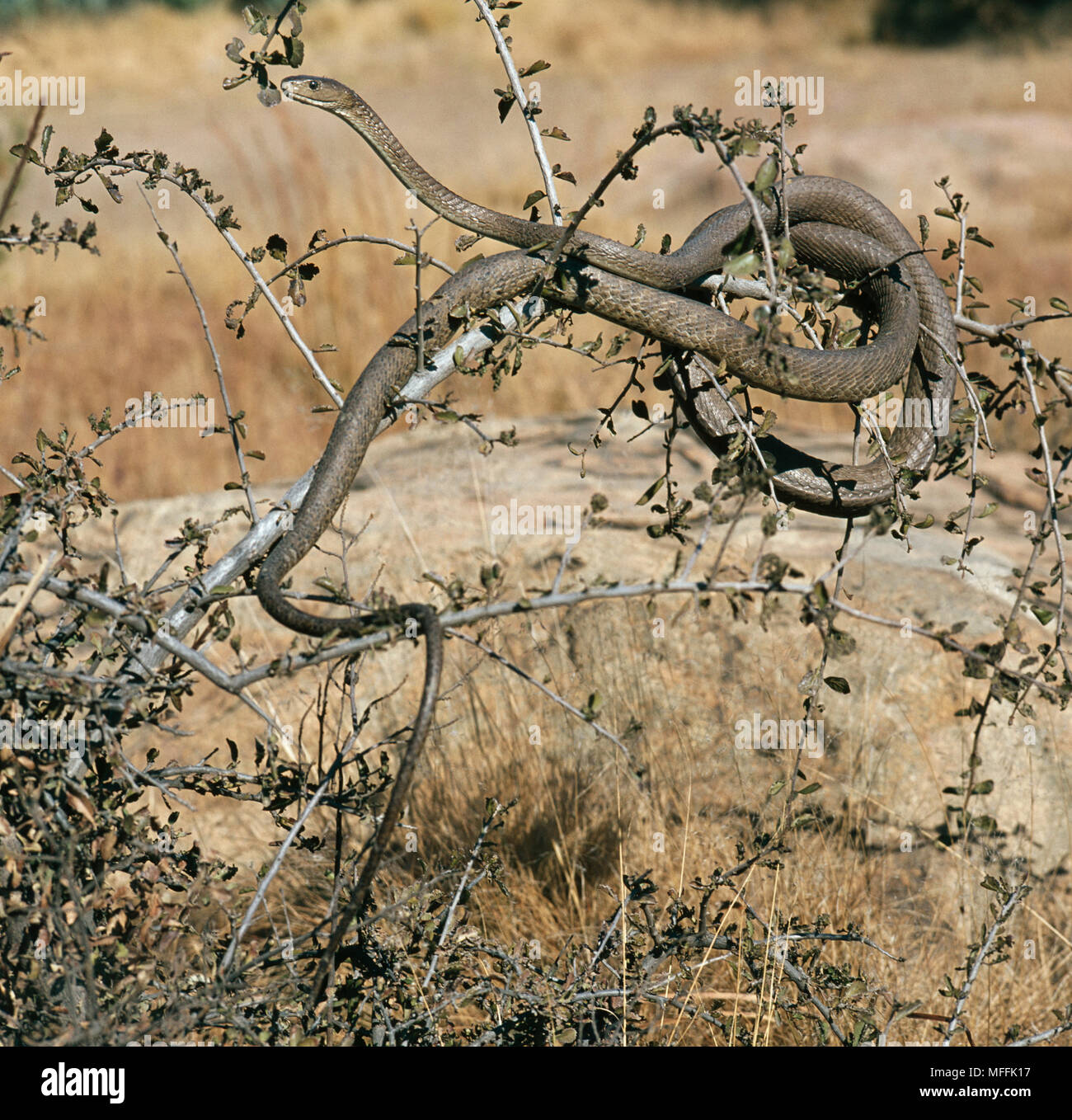 BLACK MAMBA Dendroaspis polylepis Largest venomous snake in Africa ...