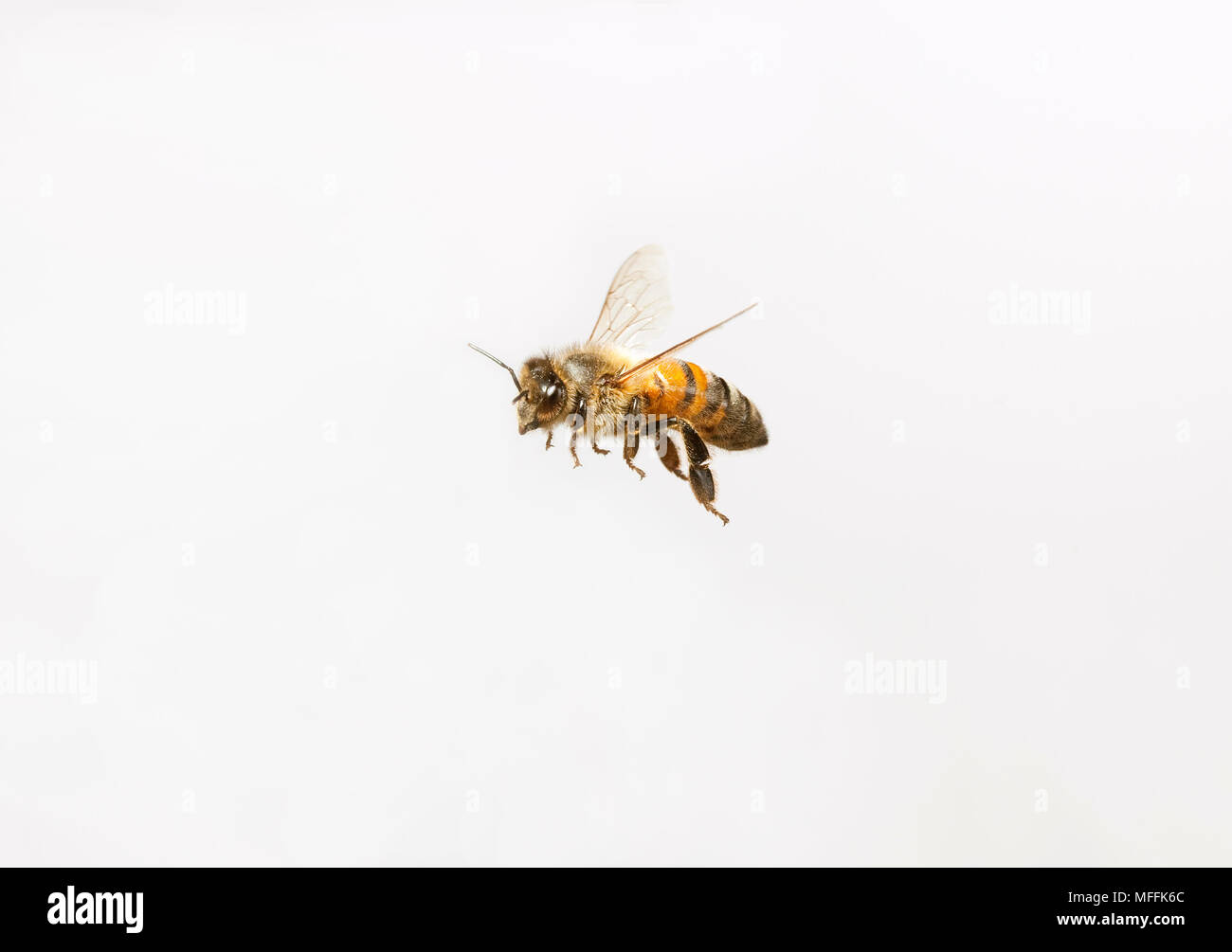 HONEYBEE in flight (Apis mellifera)  White b/g Stock Photo