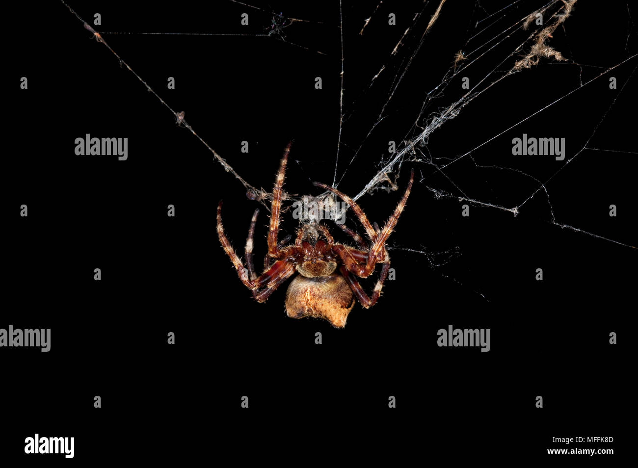 ORB WEAVER SPIDER (Araneus angulatus) A large and rare orb-weaving spider that builds webs of sometimes over 4 feet long Stock Photo