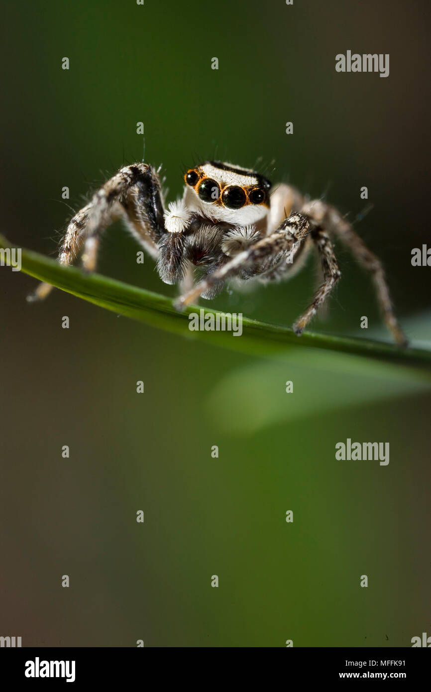 Pantropical Jumping Spider - TC INSECTS