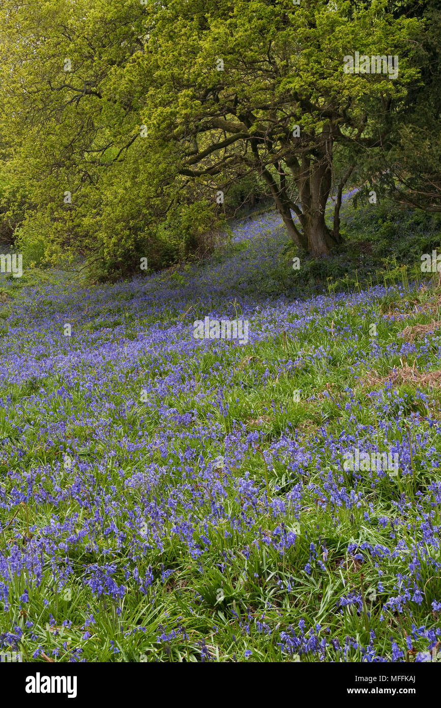 BLUBELLS (Hyacinthoides non-scripta) in Sussex Woodland  (Loder Valley Reserve) Stock Photo