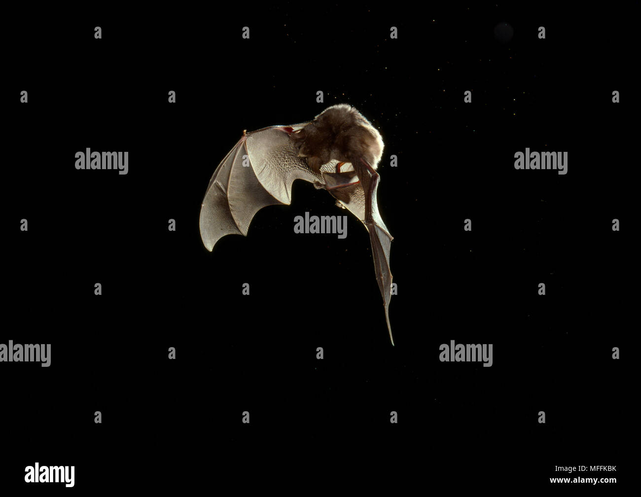 GREATER HORSESHOE BAT (Rhinolophus ferrum-equinum) collecting moth caught in wing, UK Stock Photo