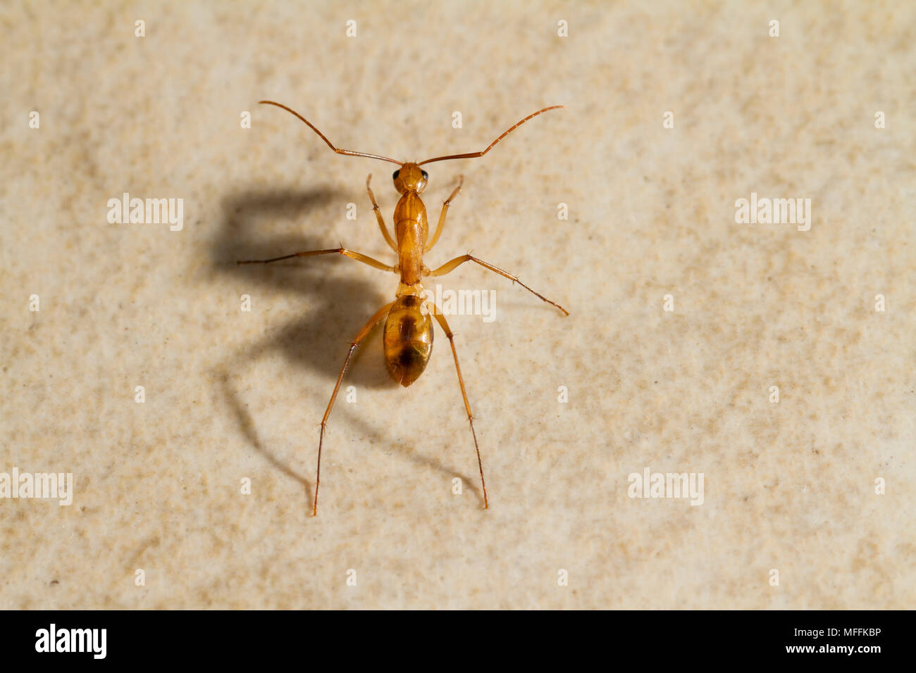 YELLOW CRAZY ANT (Anoplolepis gracilipes) worker ant, an invasive species causing problems for a number of ecosystems throughout the world.  This one Stock Photo