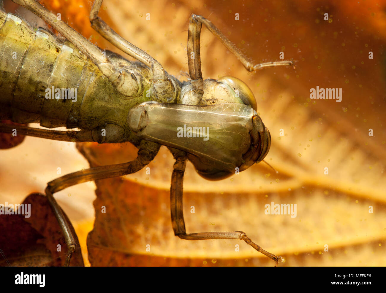 HAWKER DRAGONFLY (Aeshna sp.) nymph showing mask, formed from lower lip which is used for catching prey.  It is surrounded by Volvox, a form of coloni Stock Photo