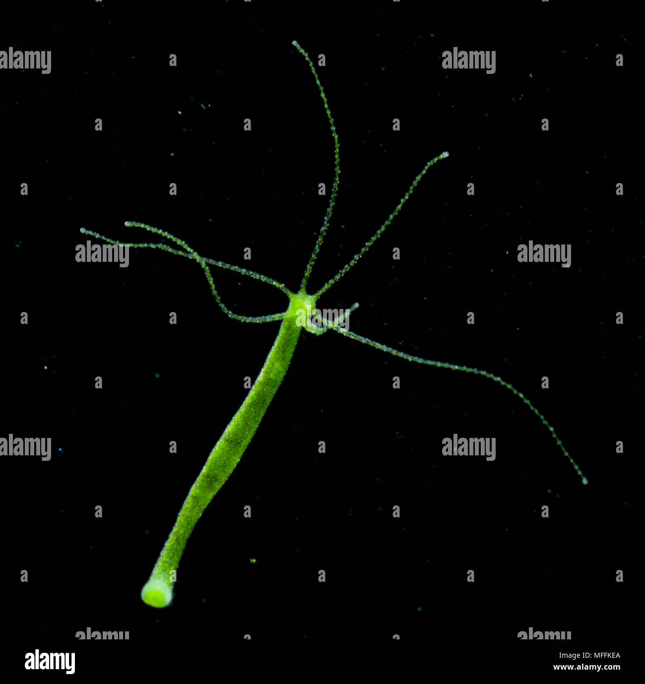 HYDRA (Hydra viridis) in 'food debris' rich water Stock Photo Alamy