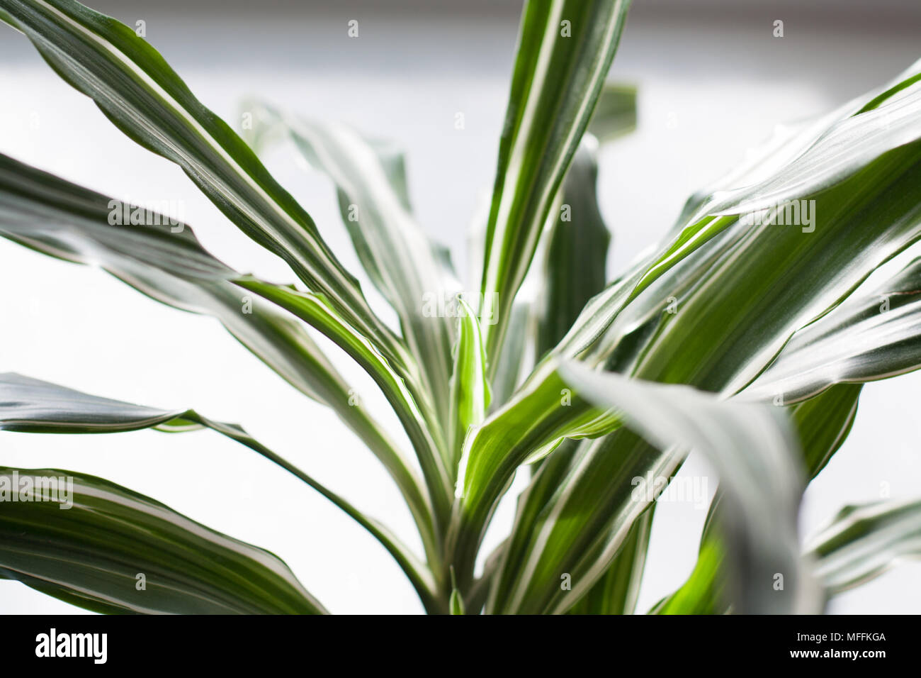 Dracaena Deremensis Warneckei potted tree leaves close up Stock Photo