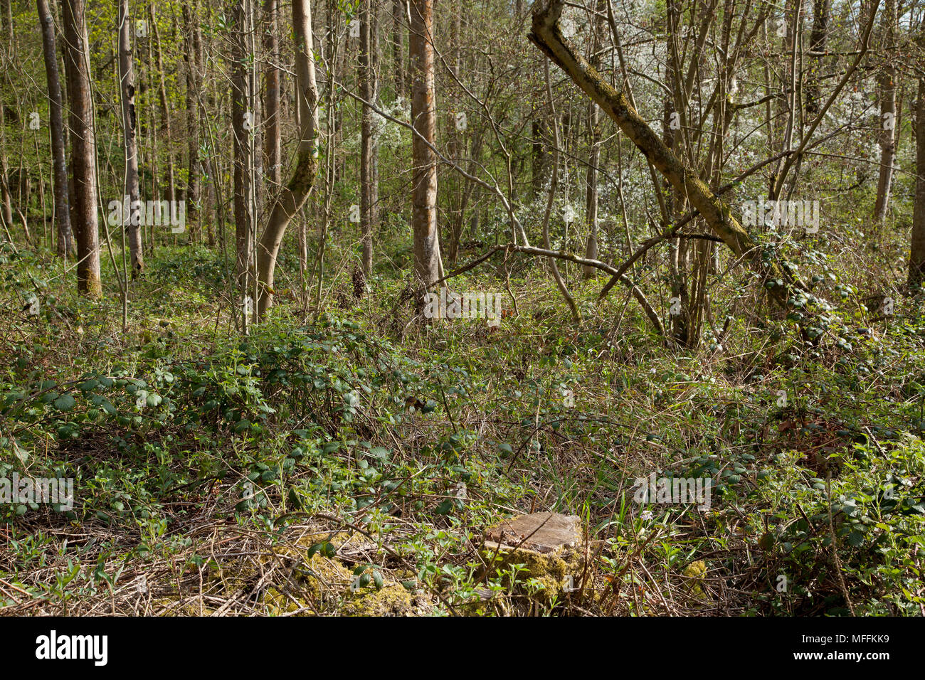 WOODLAND DEER DAMAGE COMPARISON. Woodland protected by a deer fence allowing a rich flora to flourish - compare with picture of unprotected area a few Stock Photo