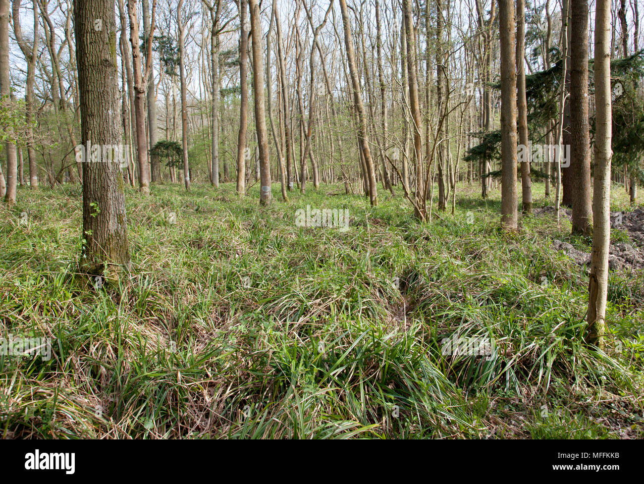 WOODLAND DEER DAMAGE COMPARISON Apart from Pendulous Sedge, almost all vegetation below about 4ft has been eliminated by herds of fallow deer that con Stock Photo