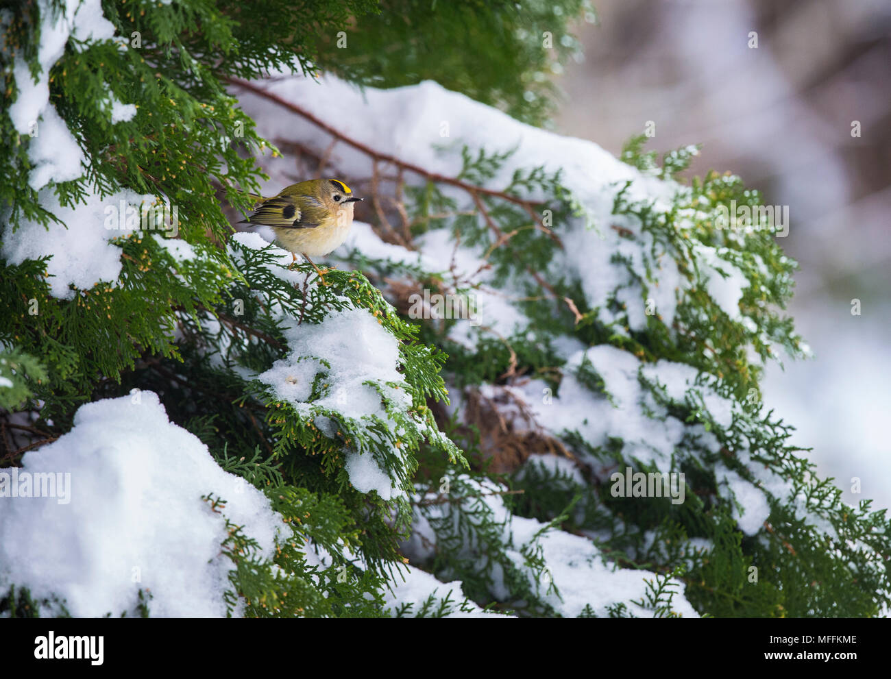 Goldcrest on a snowy Juniper tree Stock Photo