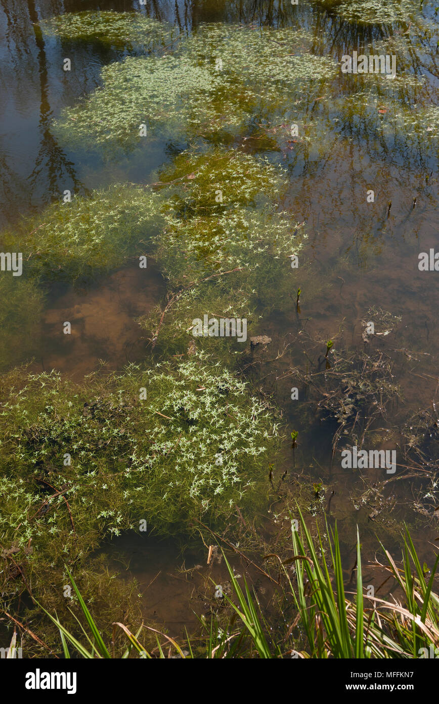 COMMON WATER-STARWORT (Callitriche stagnalis) Sussex, UK Stock Photo