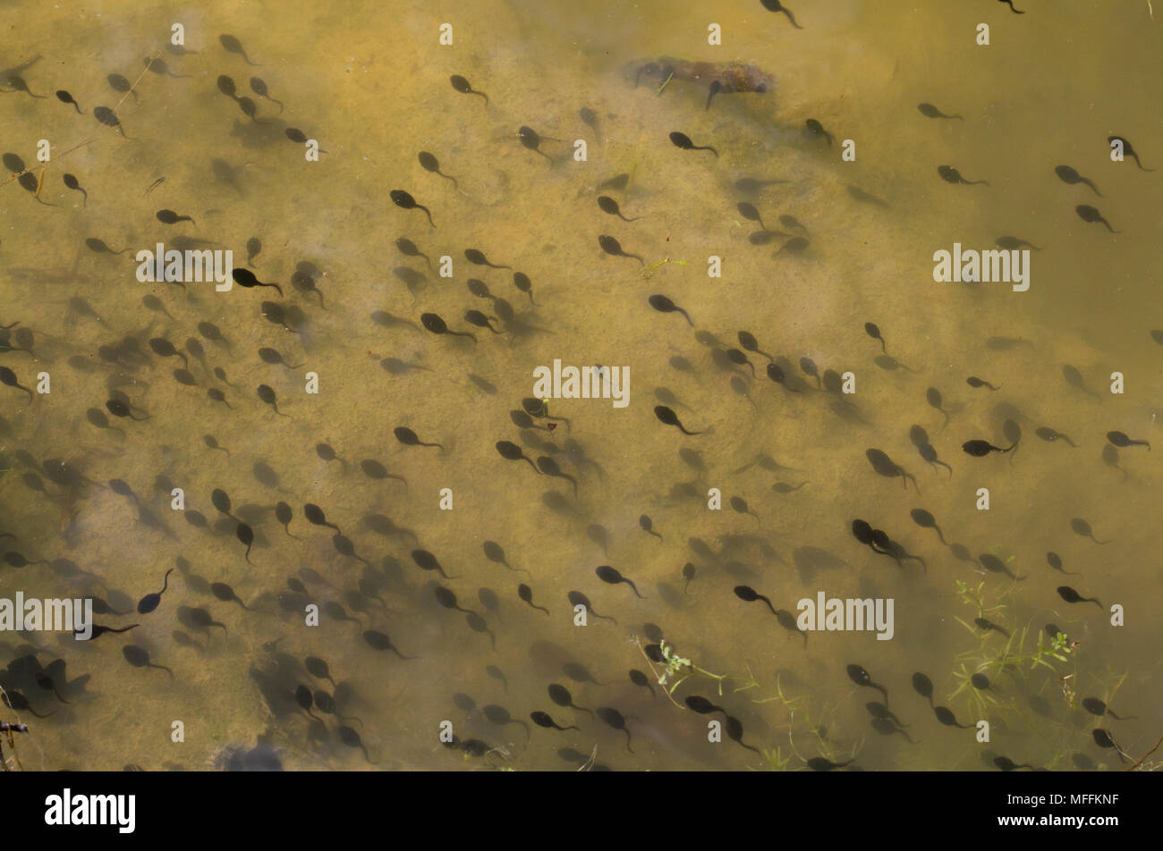 COMMON FROG (Rana temporaria) tadpoles en masse Stock Photo