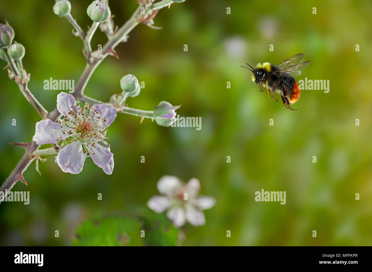 EARLY BUMBLEBEE (Bombus pratorum) flying to Bramble flower, Sussex, UK.  This species can be distinguished from Red-tailed by lack of black hairs on h Stock Photo