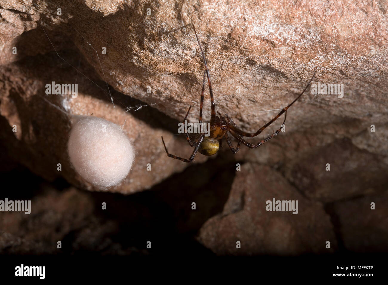 CAVE SPIDER (Meta menardi) female with egg-sac, Sussex, UK. TERTRAGNATHIDAE Stock Photo